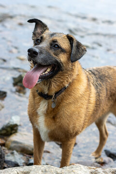 Wet dog standing on beach with tongue hanging out and ear cocked
