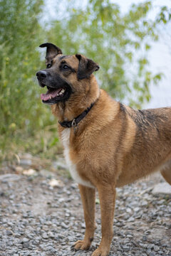 Dog standing on beach with ear cocked and foliage behind