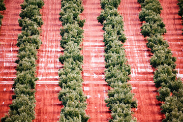 Olive groves during autumn in Alhambra