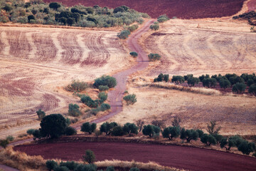path through the olive groves of Alhambra