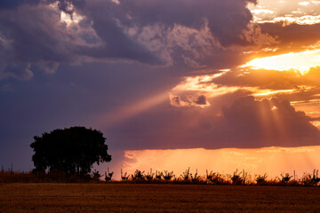 Ray of the setting sun falling on a holm oak in Carrizosa
