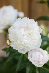 Close up of a gorgeous, white peony flower in full bloom