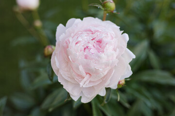 Beautiful close up of fresh light pink peony flower in garden