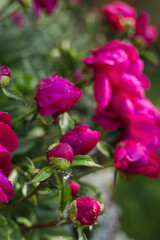 Close-up of freshly watered dark pink peonies in summer garden