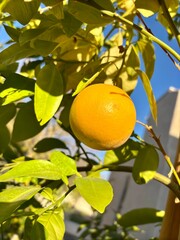 Close-up of ripe orange or lemon hanging from tree with leaves