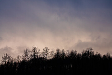 Silhouette aspen trees in the winter at dusk