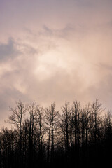 Fototapeta premium Aspen trees silhouetted against a winter sunset pink sky