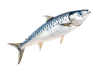 Obraz premium Fresh mackerel fish with detailed scales and fins isolated on white transparent background. Concept of seafood and marine life