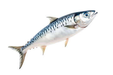 Fresh mackerel fish with detailed scales and fins isolated on white transparent background. Concept of seafood and marine life