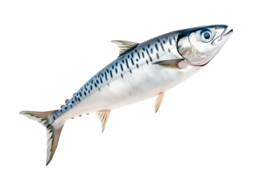 Fresh mackerel fish with detailed scales and fins isolated on white transparent background. Concept of seafood and marine life