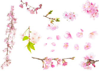 春の花のイラスト素材セット（桜4）