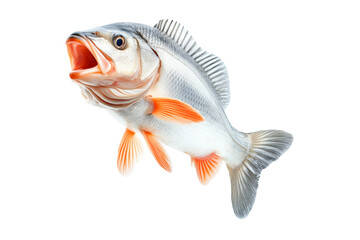 Fototapeta premium Golden Perch fish with open mouth, detailed fins and scales isolated on white transparent background. Concept of marine wildlife and fishing