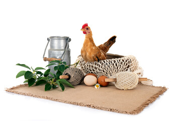 nature decoration and chicken