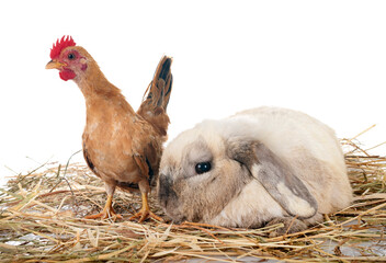 rabbit and chicken