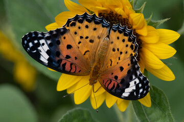 Common Tiger Butterfly