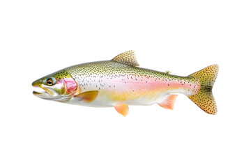 Fototapeta premium Closeup of a colorful rainbow trout fish with spotted scales, fins and open mouth isolated on white transparent background, concept of wildlife