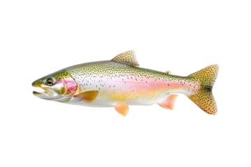 Closeup of a colorful rainbow trout fish with spotted scales, fins and open mouth isolated on white transparent background, concept of wildlife
