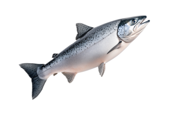 Silver salmon fish with fine details, textured scales and fins isolated on white transparent background. Concept of aquatic life