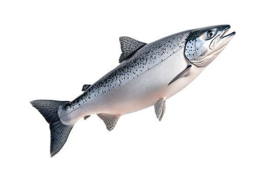 Silver salmon fish with fine details, textured scales and fins isolated on white transparent background. Concept of aquatic life