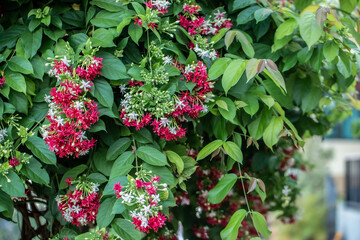Agriculture, Climbing, Closed, Covering, Creeper Plant