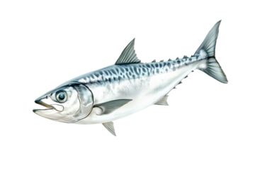 Fresh Spanish mackerel fish with detailed scales and fins isolated on white transparent background. Concept of seafood and marine life