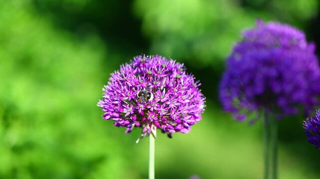 Beautiful natural background, pink, purple ornamental garlic in the garden