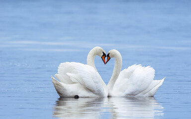 Pair of cute, white, mute swans make lovely heart posture.