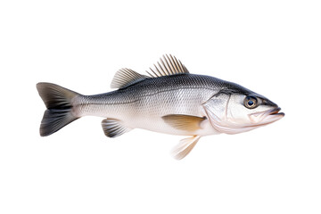 Obraz premium Freshwater Walleye fish with vivid golden fins and detailed scales isolated on white transparent background.