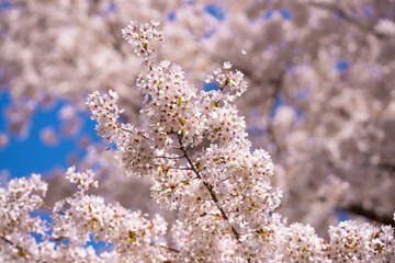 Spring cherry blossom with blue sky background. White cherry flowers on spring time. Close up photo of white blossoming cherry tree branch. White flowers of the cherry blossoms on a spring day.