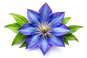 Beautiful Blue Clematis Flower, Floral Pattern, Flat Lay