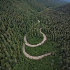 Obraz premium Serene Path: Aerial View of Winding Road Through Dense Pine Forest