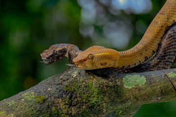 snake in the tree