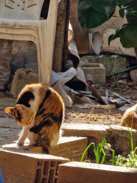 Close‑up portrait of calico cat squinting in warm sunlight