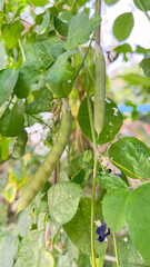 The pods of the butterfly pea plant are green, flat, long and sword-shaped with a pointed tip and short hairs around the pods. The pods of the Asian pigeonwings plant hang from the bluebellvine plant.
