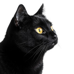 Black cat isolated on transparent background