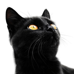 Black cat isolated on transparent background