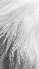 Obraz premium 59. A fluffy, pure white fur surface with a gentle, even sheen across the strands