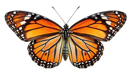 Fototapeta premium Common Tiger Butterfly Isolated, Orange Wings, Copy Space