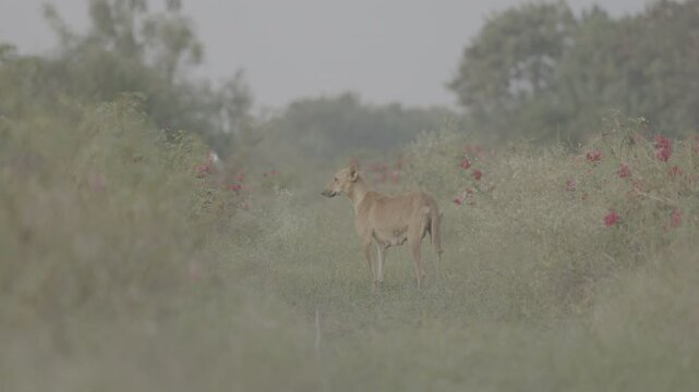 High-Quality Raw Footage for Professional Projects | slog3 10bit 4k, Unedited Clips
