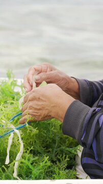 close-up of tying of Eucheuma cottonii seedlings on seaweed farm in Indonesia,  sustainable marine agriculture or aquaculture
