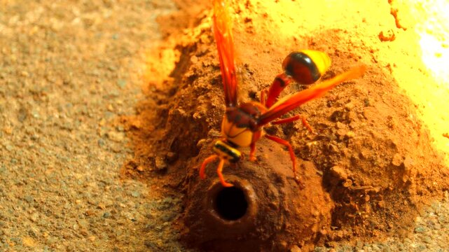 Mud hut making mud dauber