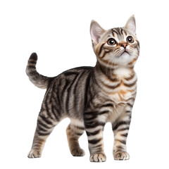 Fototapeta premium Kitten isolated on transparent background. PNG. Generated AI