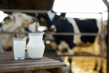 Jug and glass of milk on table against background of cows