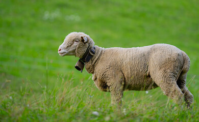 The sheep in the meadows. Small flock of sheep in Swiss Alps. Sheep pasture on an farm, close up. Sheeps eating grass on a field. Sheep grazing in an alpine meadow.