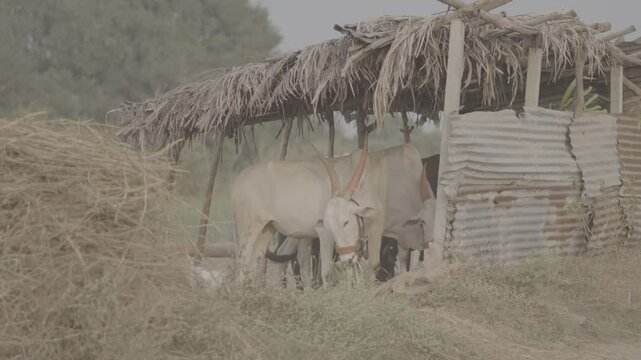 High-Quality Raw Footage for Professional Projects | slog3 10bit 4k, Unedited Clips
