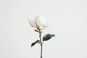 Fototapeta premium Single white magnolia blossom, stem, leaves, neutral background; floral design, website