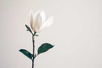 Obraz premium Single white magnolia blossom, stem, leaves, minimalist background; perfect for greeting cards