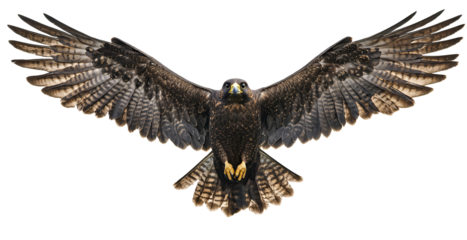A breathtaking image of a falcon with wings outstretched,
