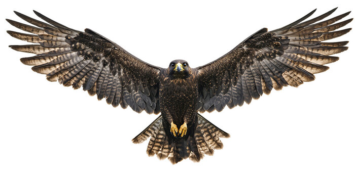 A breathtaking image of a falcon with wings outstretched,