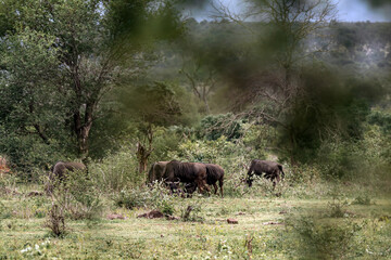 A herd of blue wildebeest graze in the forest of Kruger National Park. Safari in South Africa